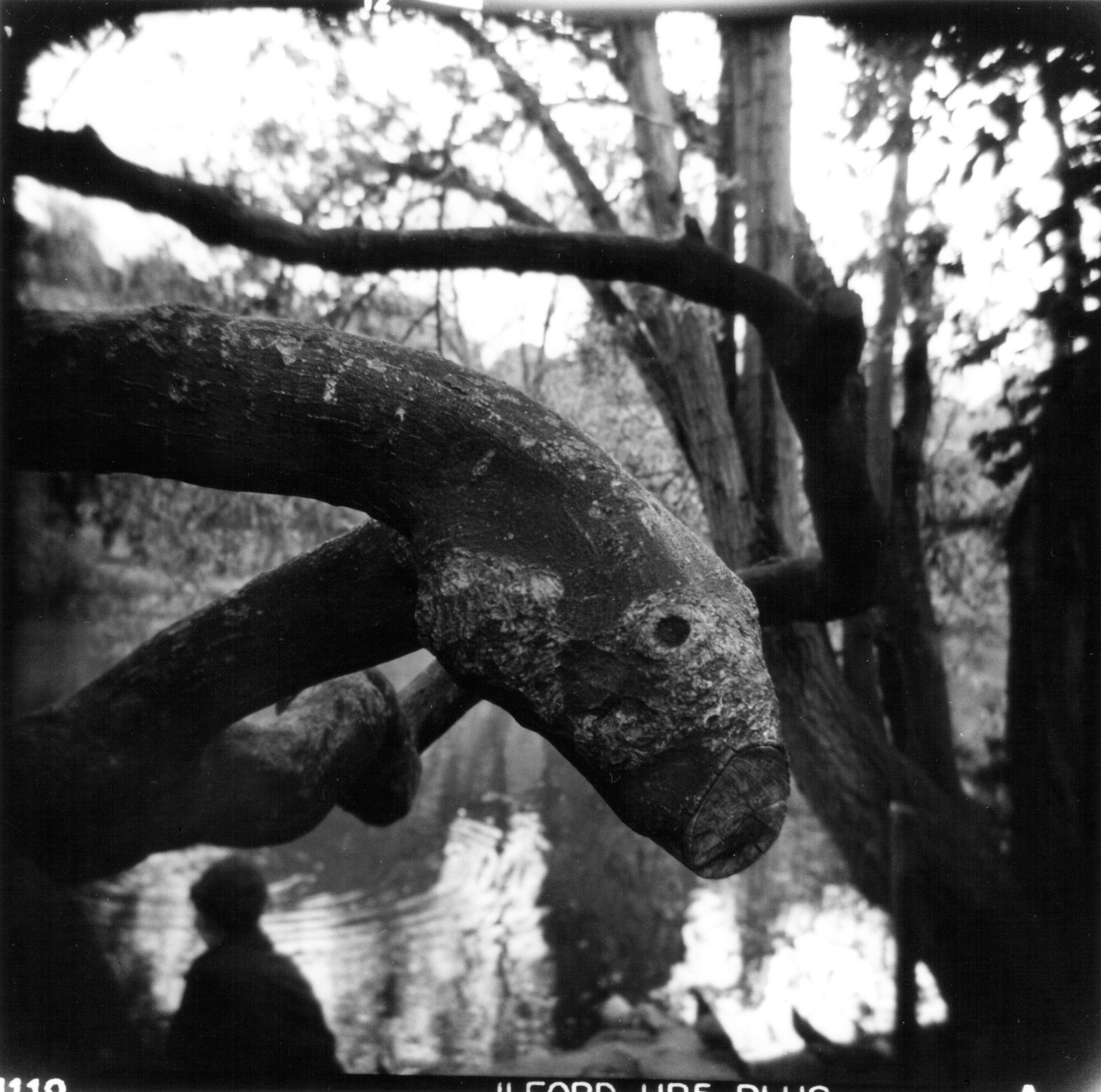 Le serpent de mer photographie de Claire Santrot 2013