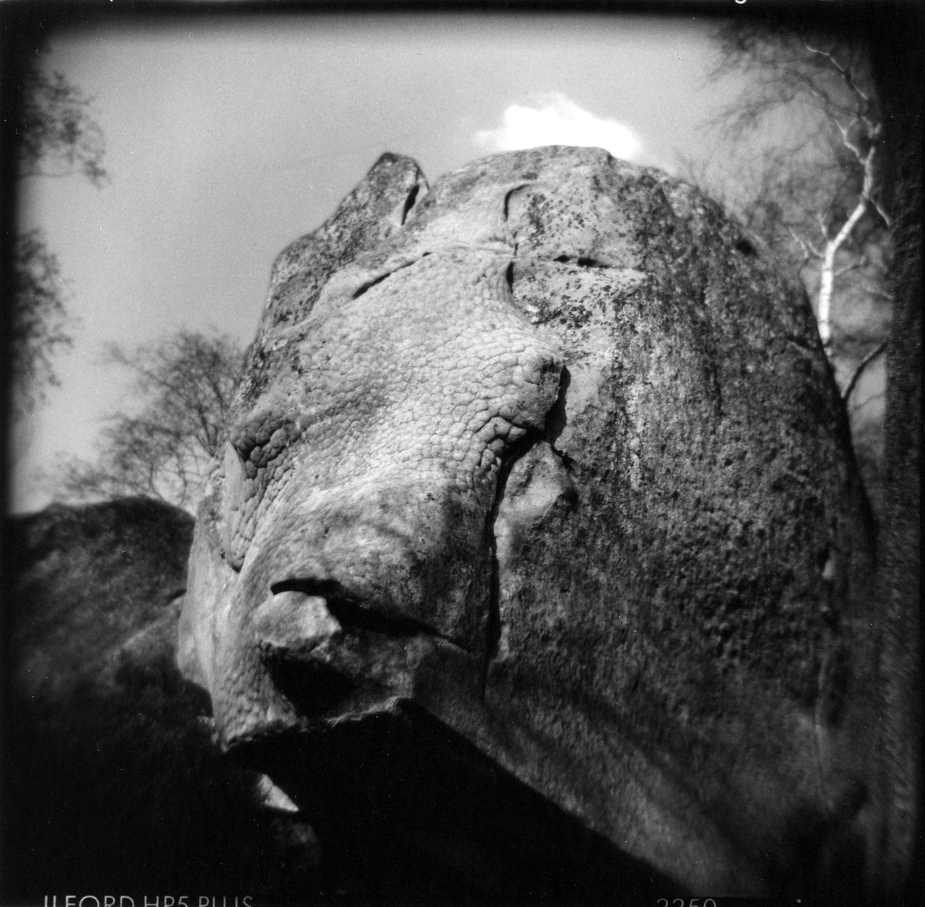 L'ours à peau d'éléphant photographie de Claire Santrot