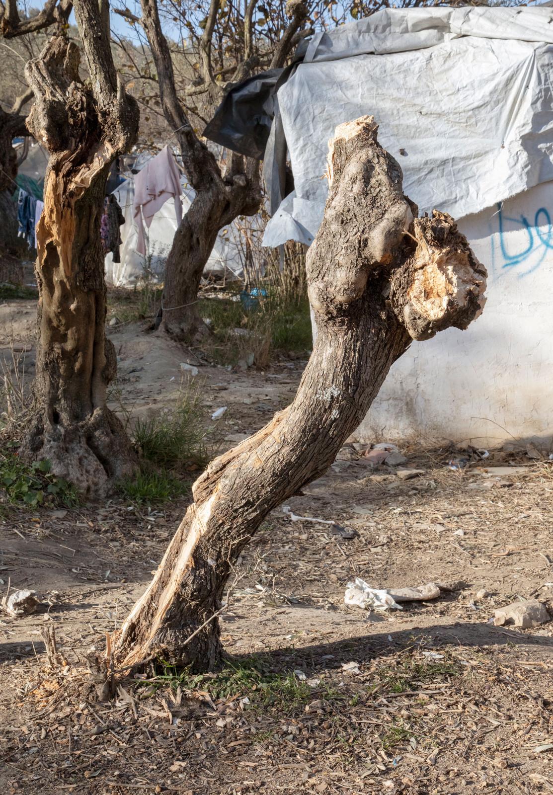 MAthieu Pernot Les Oliviers, camp de Mória, Lesbos 2020